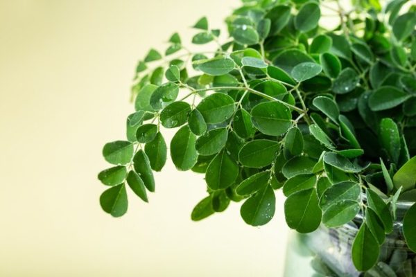 Moringa en poudre-Bio| Jaaba| Alimentation – Image 3